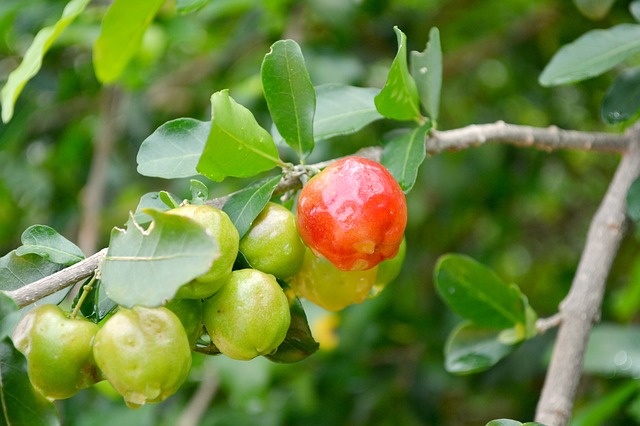 アセロラの葉と果実