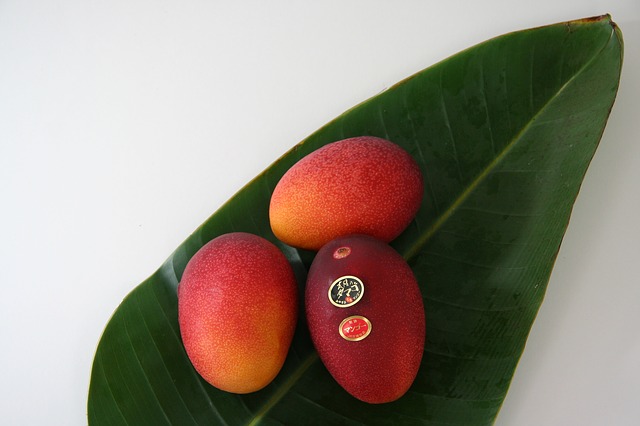 マンゴーの葉と果実