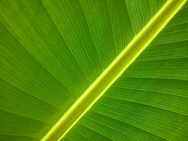 バナナの葉